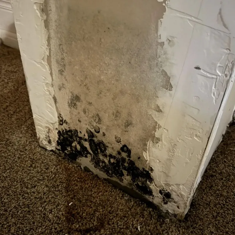 Professional Mold Removal in Giles County, TN